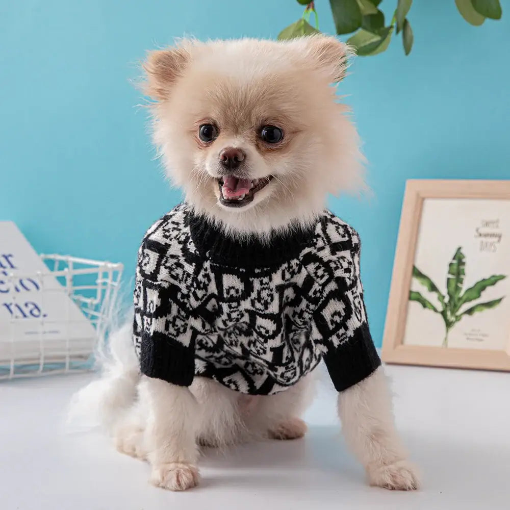 Fluffy white Pomeranian dog wearing a black and white skull-patterned sweater.