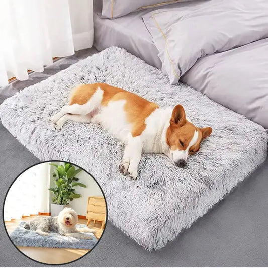 Fluffy gray pet bed with a sleeping orange and white dog.