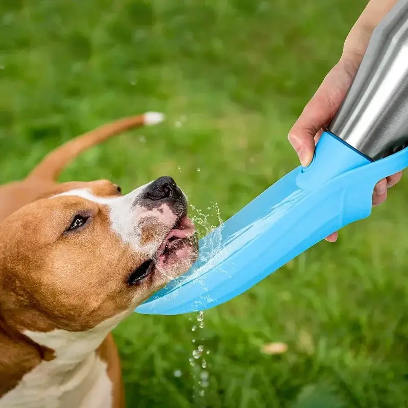 Dog drinking water from a portable blue water bottle.