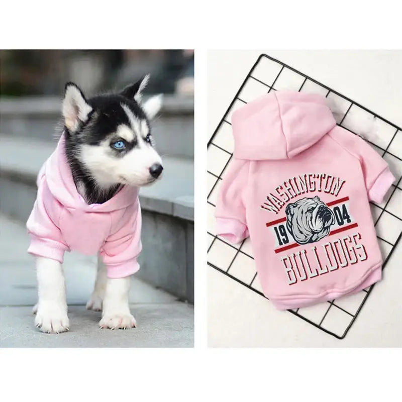 Husky puppy wearing a pink ’Washington Bulldogs’ hoodie.