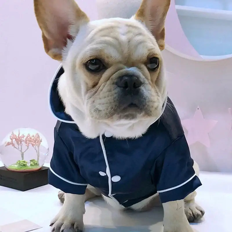 French Bulldog wearing a navy blue jacket.