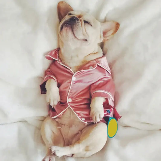 French bulldog puppy wearing pink satin pajamas and lying on its back.