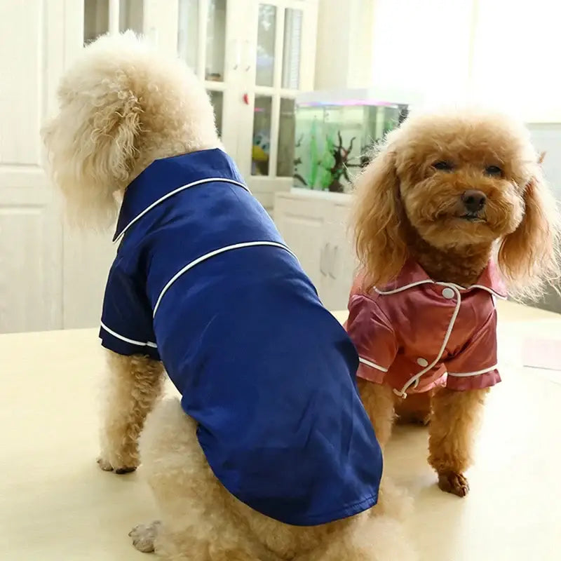 Two poodles wearing colorful jackets.