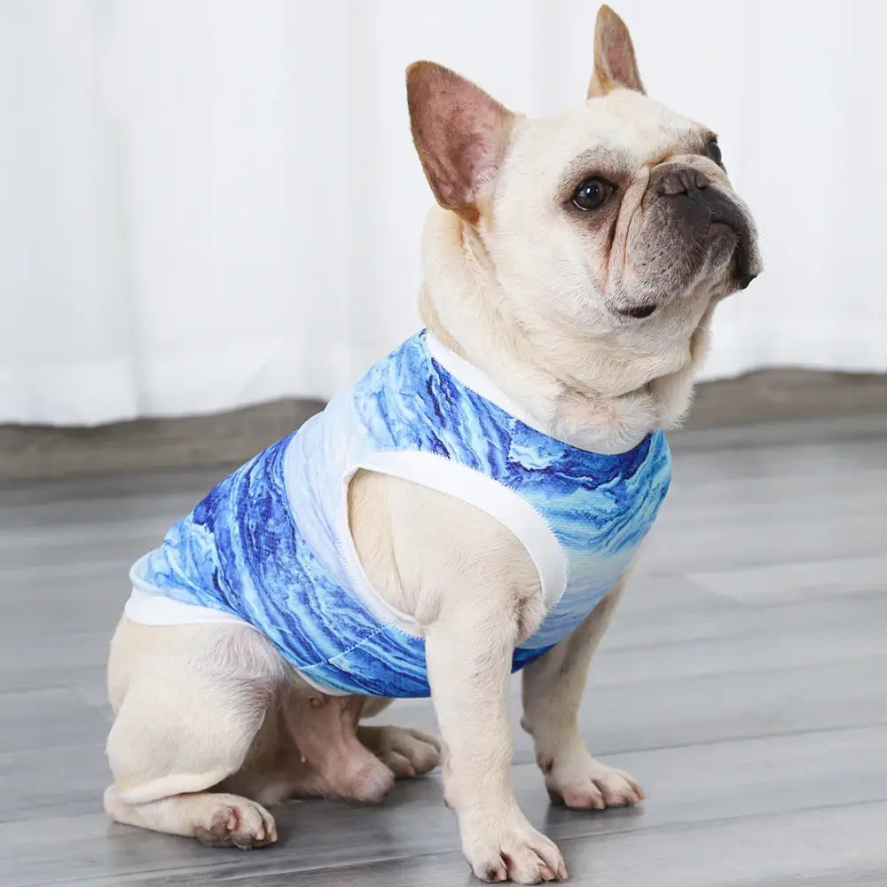 French Bulldog wearing a blue and white patterned tank top.