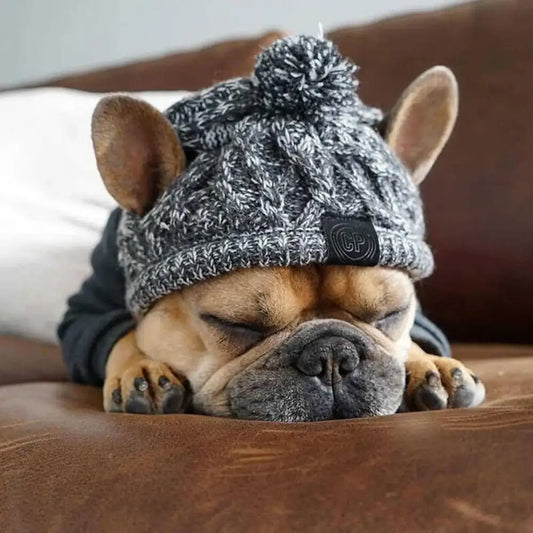 French Bulldog wearing a knitted gray winter hat with ear holes.