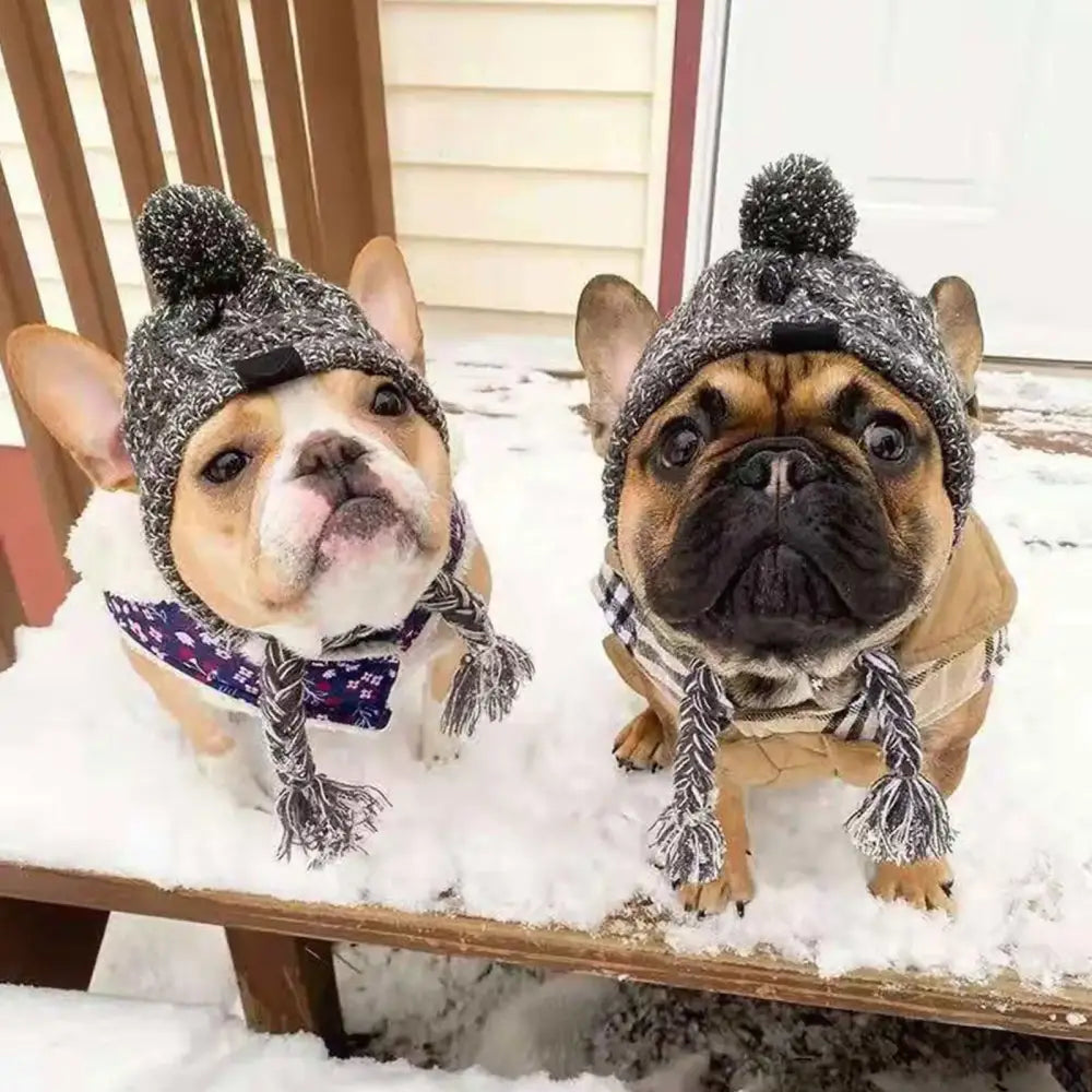 Two French Bulldogs wearing knitted winter hats with pom-poms.