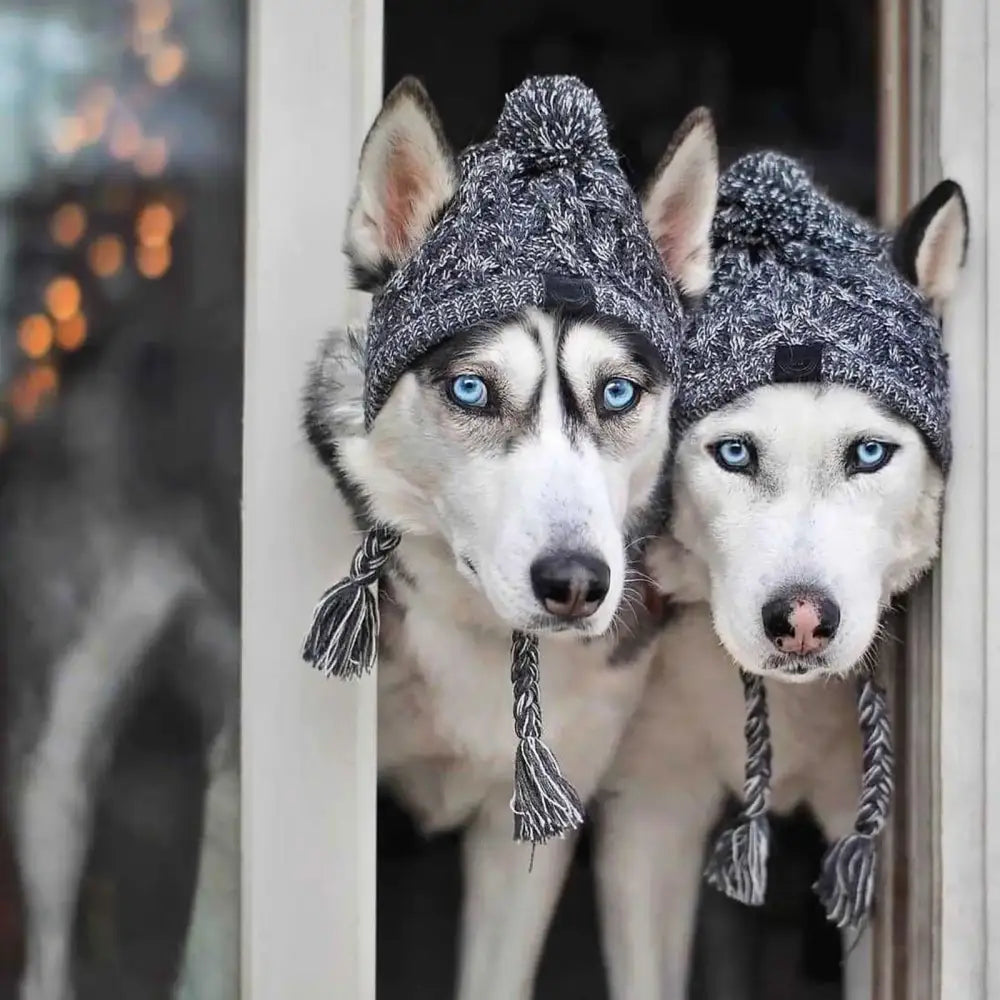 Two Siberian Huskies wearing matching gray knit hats with tassels.