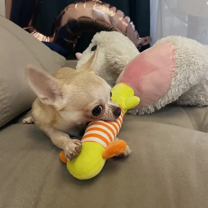 Chihuahua dog playing with a colorful plush toy.