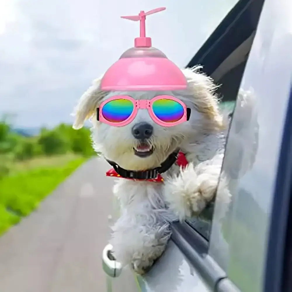 White dog wearing rainbow sunglasses and a pink propeller hat, sticking its head out of a car window.