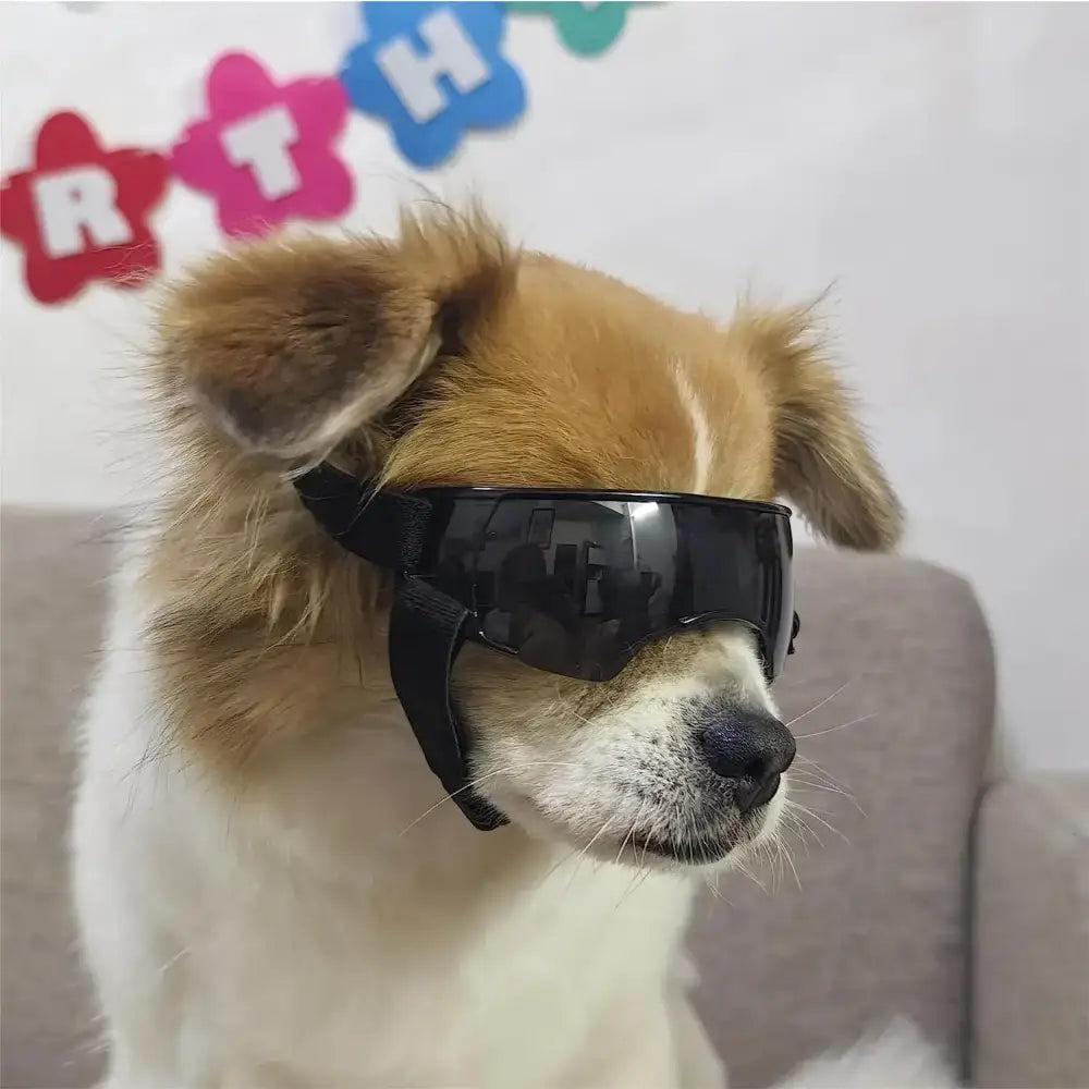 Dog wearing black sunglasses.