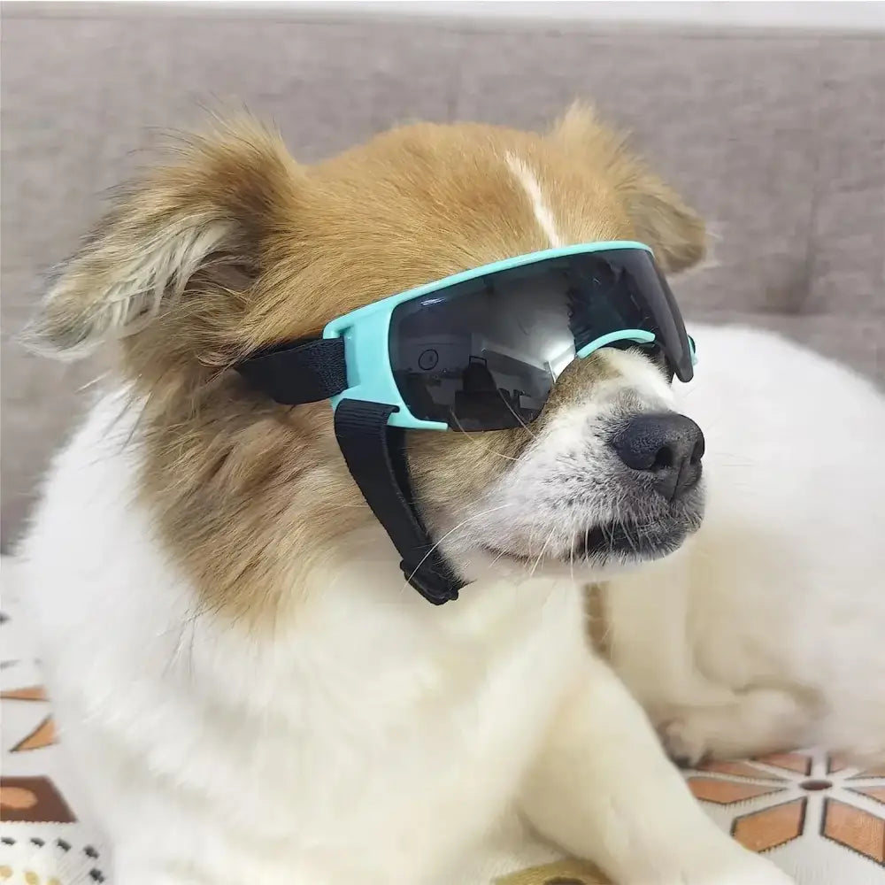 Dog wearing blue ski goggles.