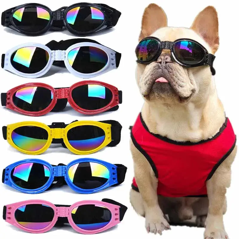 French Bulldog wearing colorful sunglasses and a red harness.