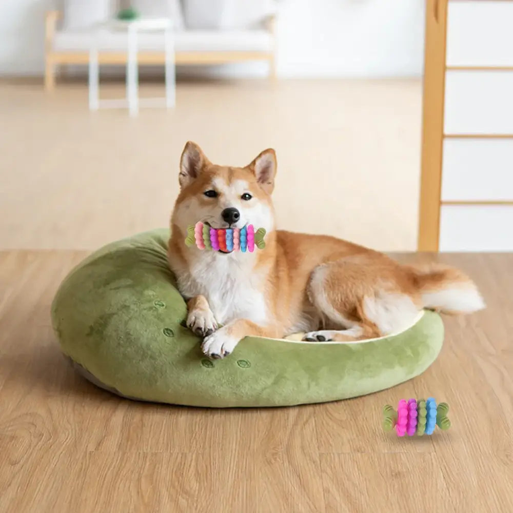 Shiba Inu dog lying in a green circular bed with a colorful toy in its mouth.