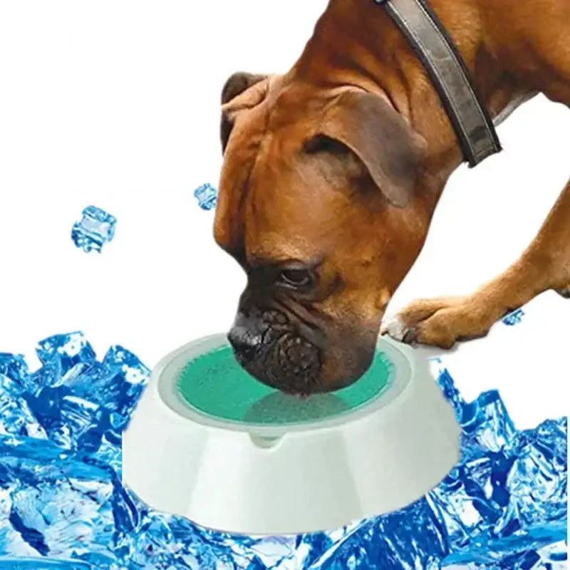 Dog drinking from a cooling water bowl surrounded by ice cubes.