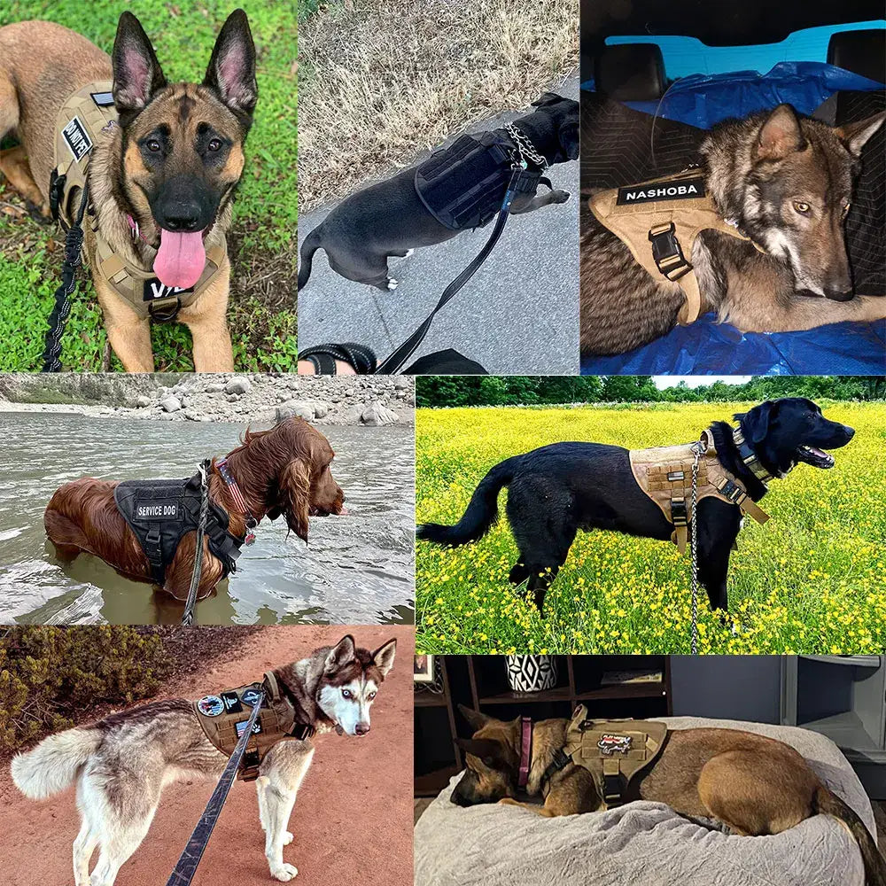 Collage of dogs wearing service or working vests and harnesses.