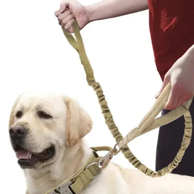 Dog collar with various color options shown alongside a Labrador retriever wearing one.