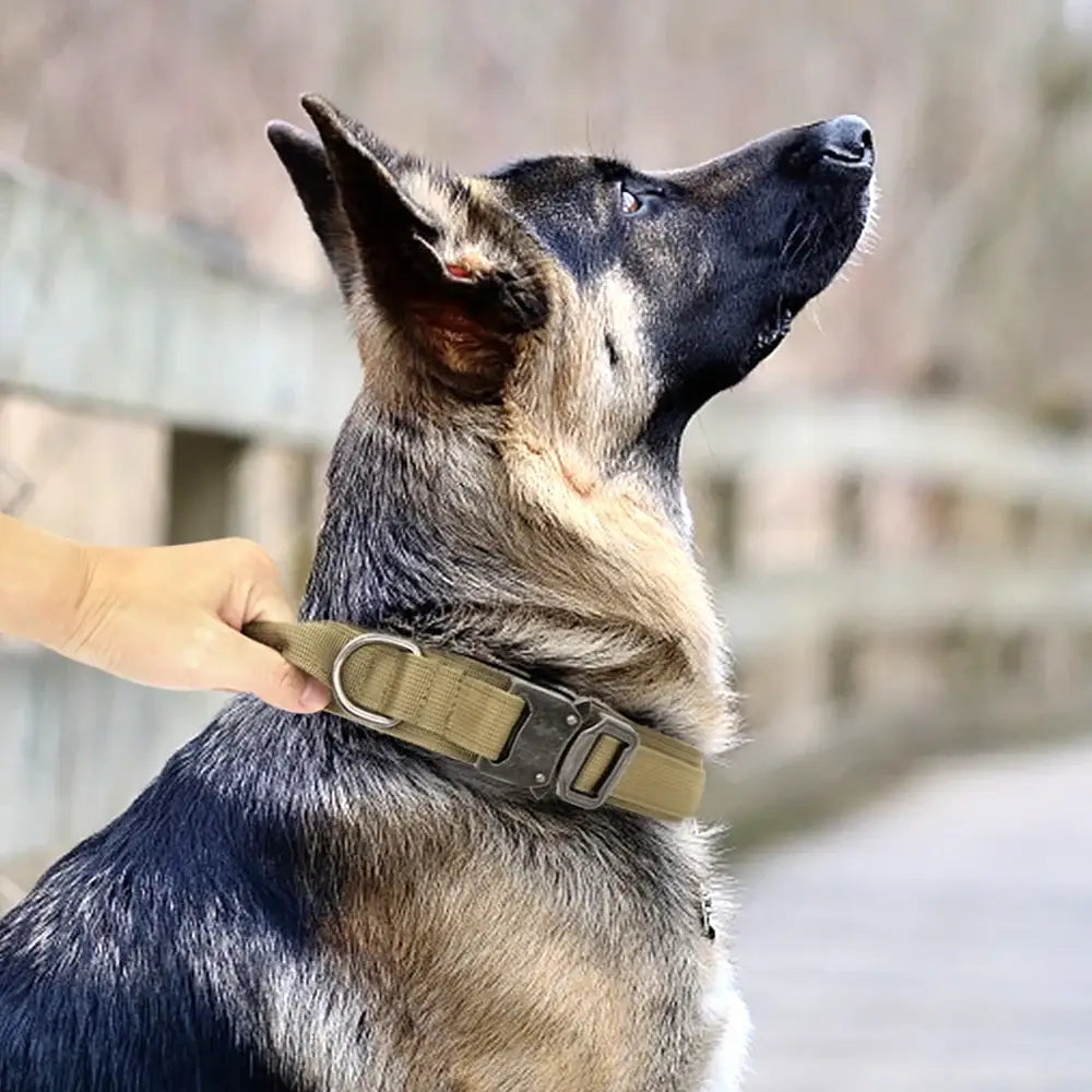 Dog with a pointed snout and erect ears looking upward.