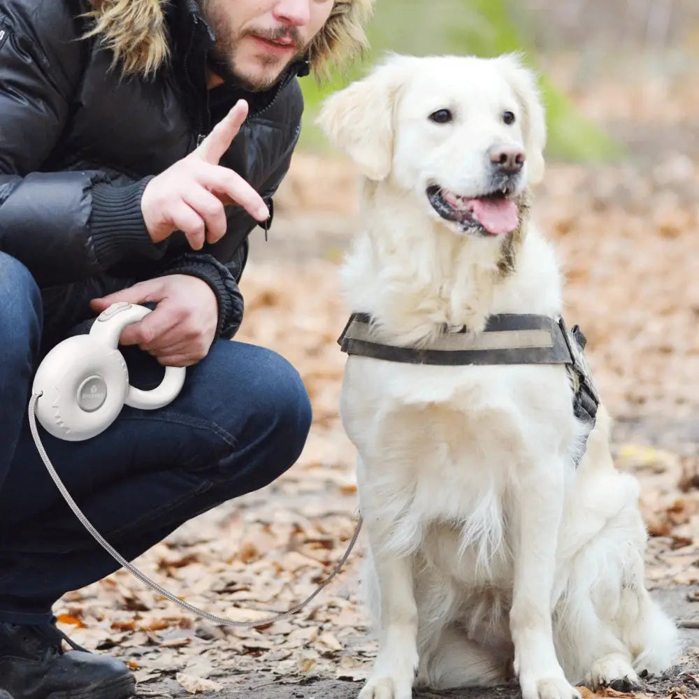 White Labrador retriever wearing a harness and sitting attentively next to a person.