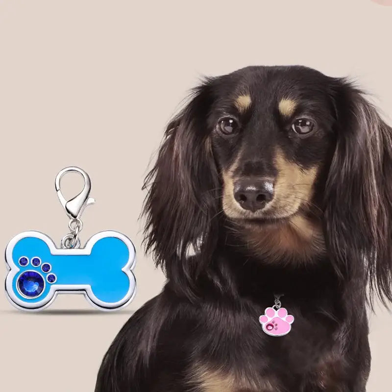 Long-haired dachshund with a pink collar tag and a blue bone-shaped charm nearby.