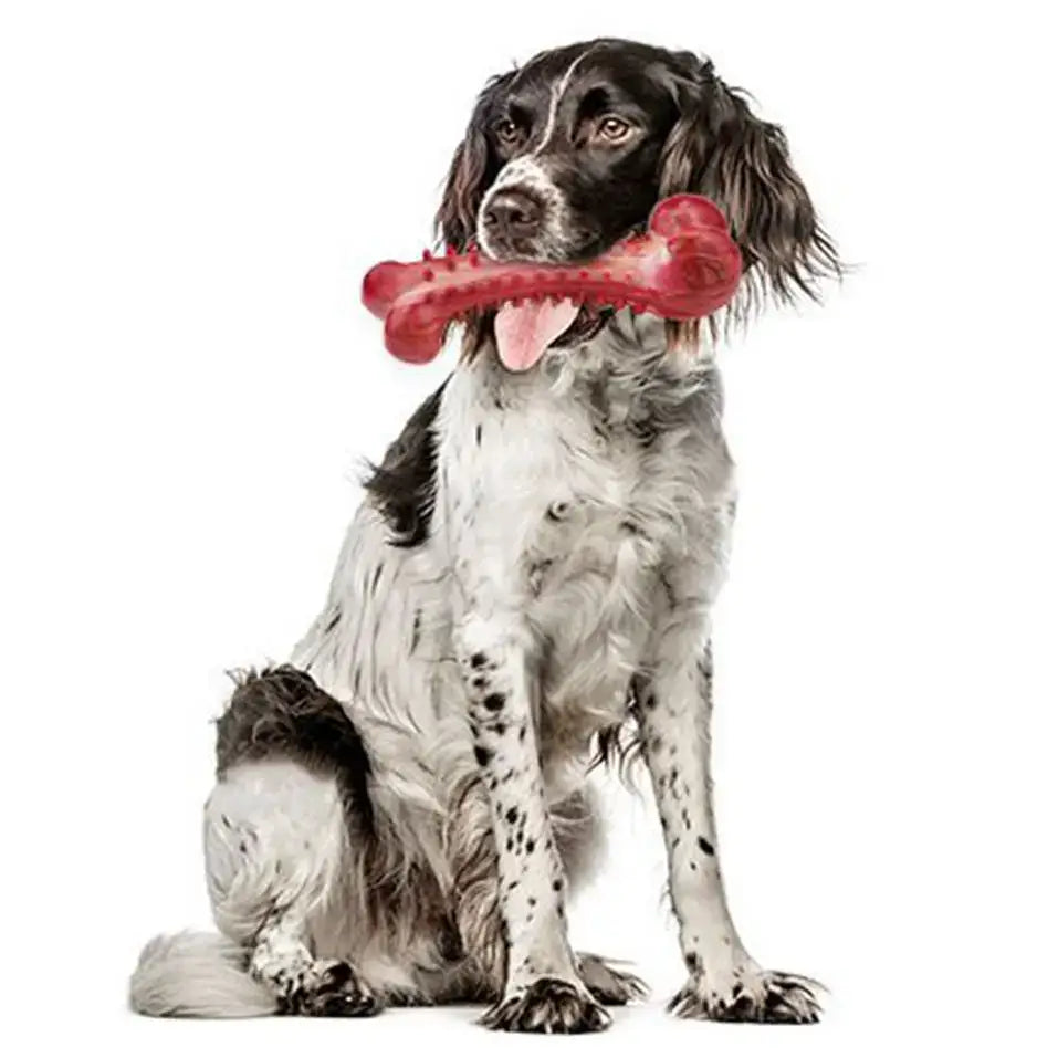 Black and white spaniel dog holding a red bone-shaped toy in its mouth.