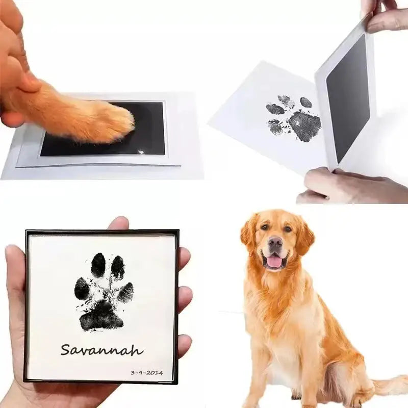 Golden Retriever dog sitting beside paw print impressions.