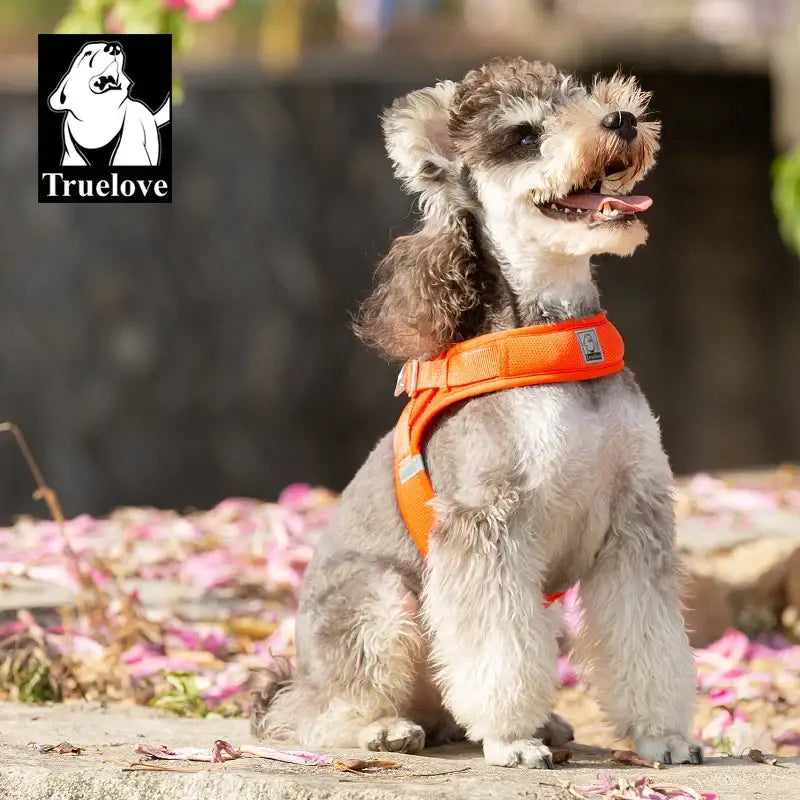 Fluffy gray dog wearing an orange collar sitting among scattered flower petals.