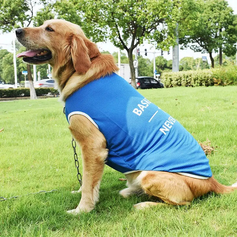 Golden Retriever wearing a blue vest sitting on grass.