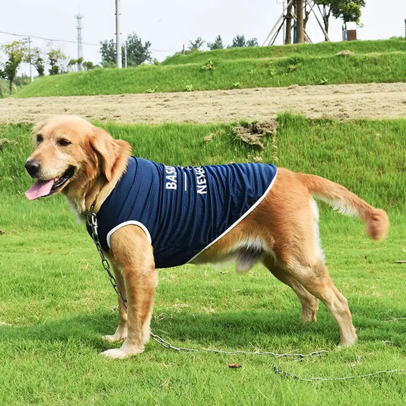 Golden retriever wearing a navy blue vest.