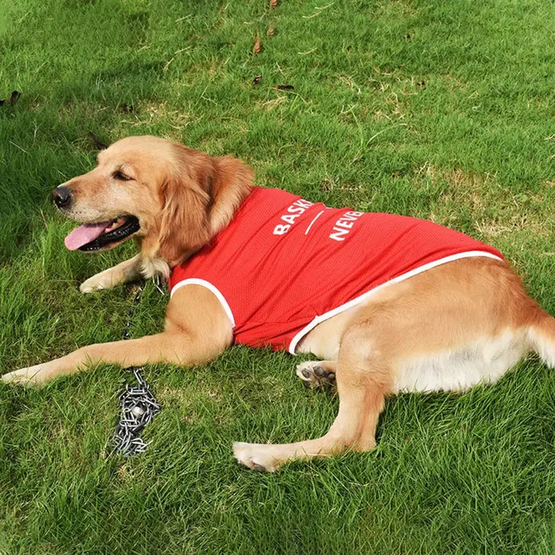 Golden retriever wearing a red vest lying on grass.