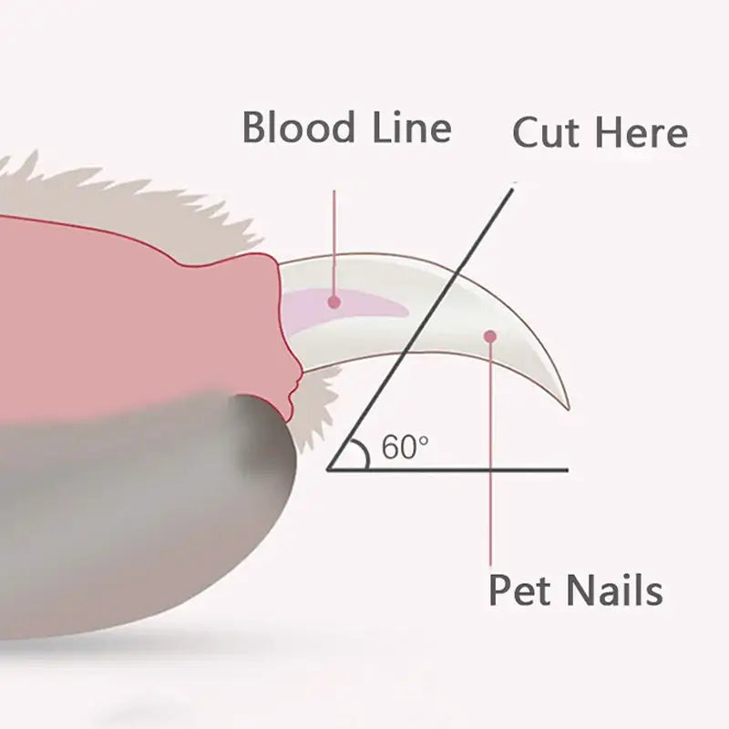 Diagram showing proper technique for trimming a pet’s nail at a 60-degree angle.