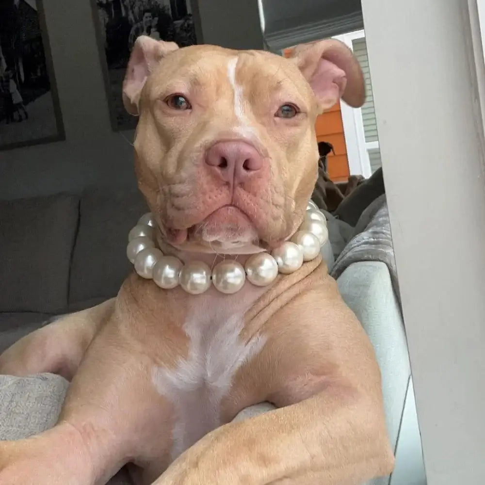 Tan pit bull wearing an oversized pearl necklace.