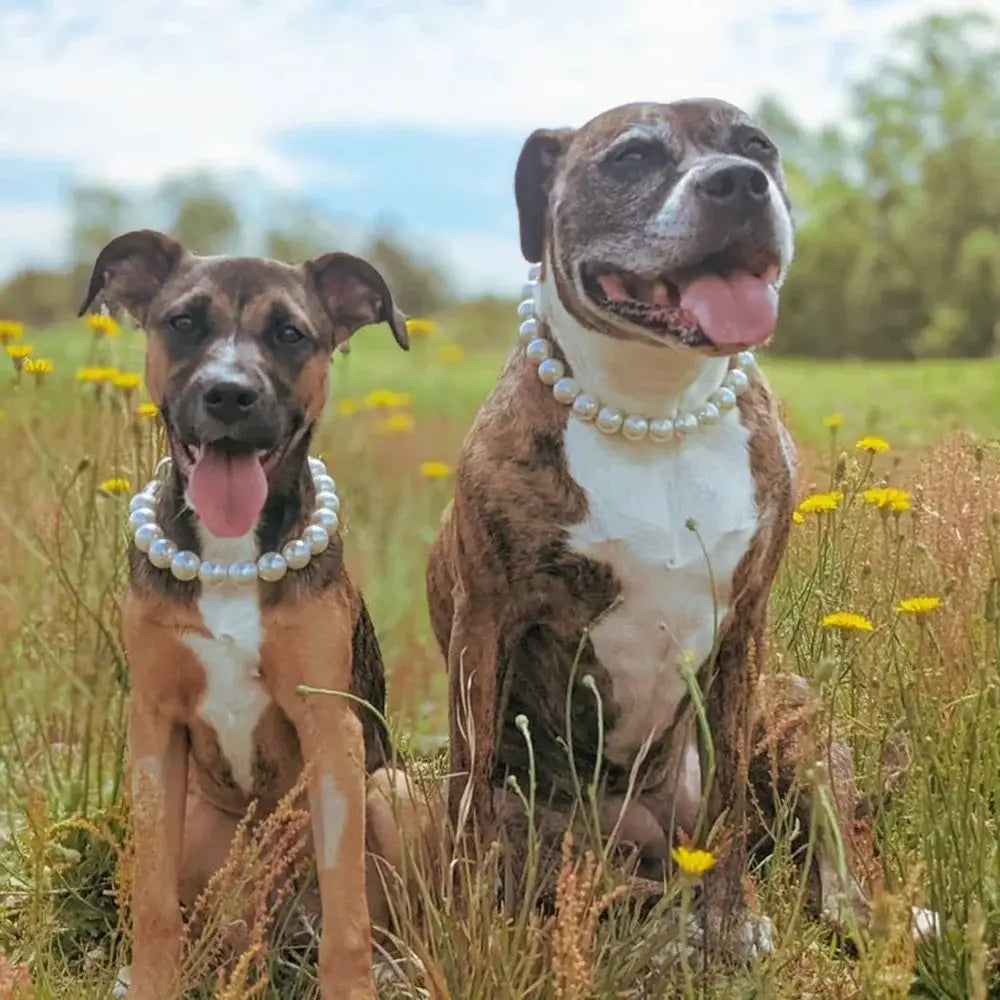 Two happy dogs wearing pearl necklaces sitting in a field.