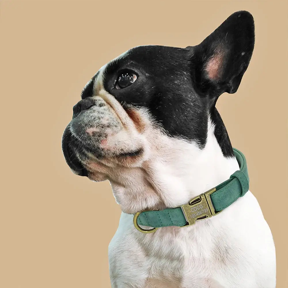 French Bulldog wearing a green collar.