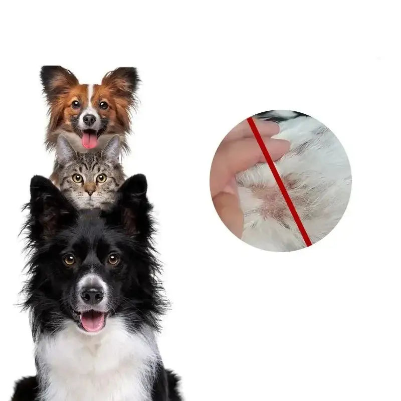 Stack of three pets’ heads - a Border Collie at the bottom, a tabby cat in the middle, and a Papillon dog on top.