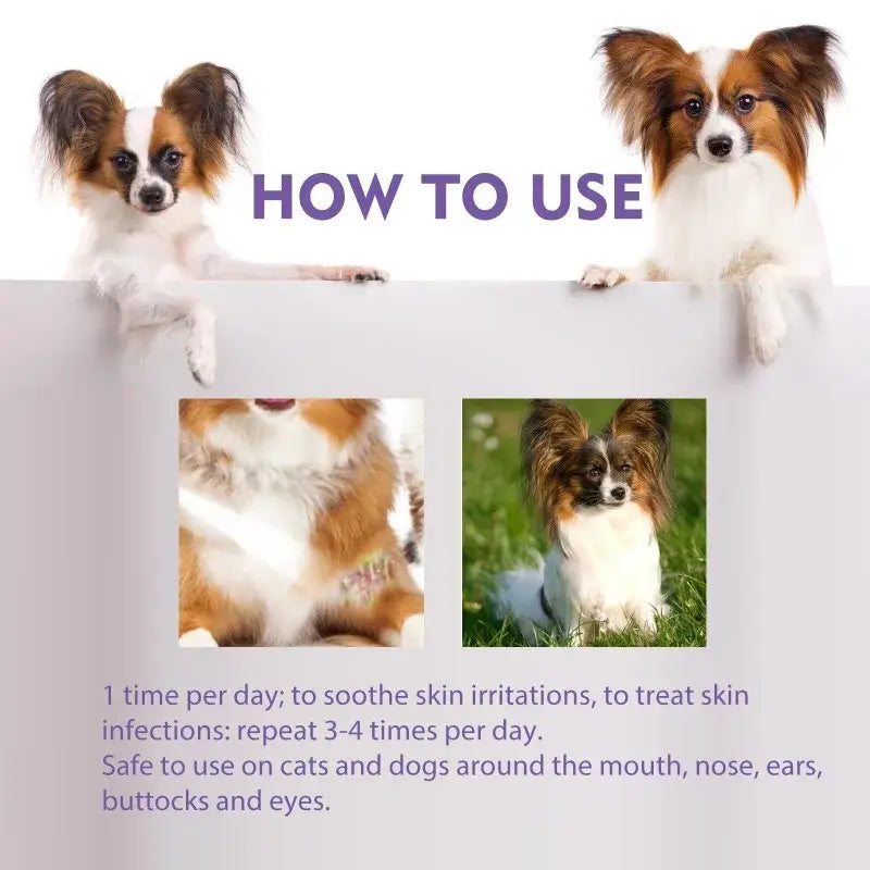 Two Papillon dogs posing with an informational text about product usage instructions between them.