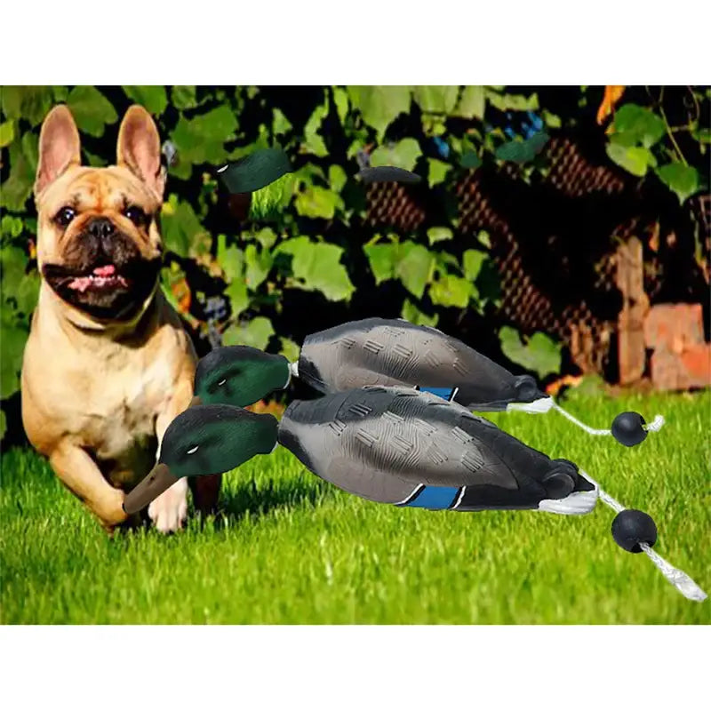 French Bulldog sitting next to duck decoys on grass.