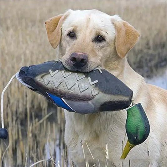 Yellow Labrador retriever holding a duck decoy in its mouth.