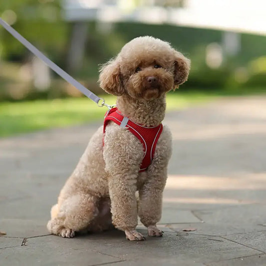 Curly-haired poodle wearing a red harness and sitting on pavement.