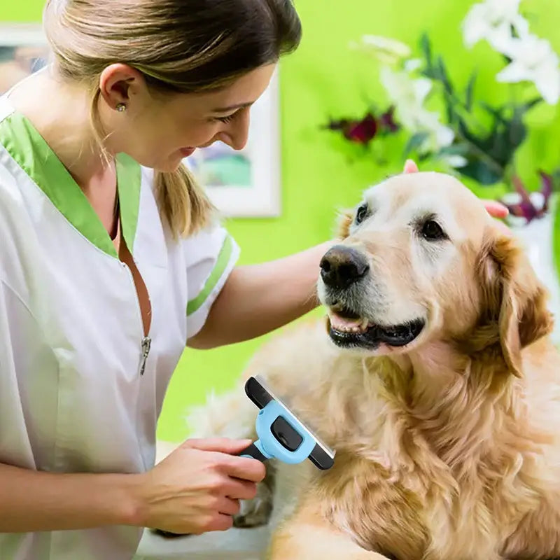 Golden Retriever dog being groomed by a person in a white uniform.