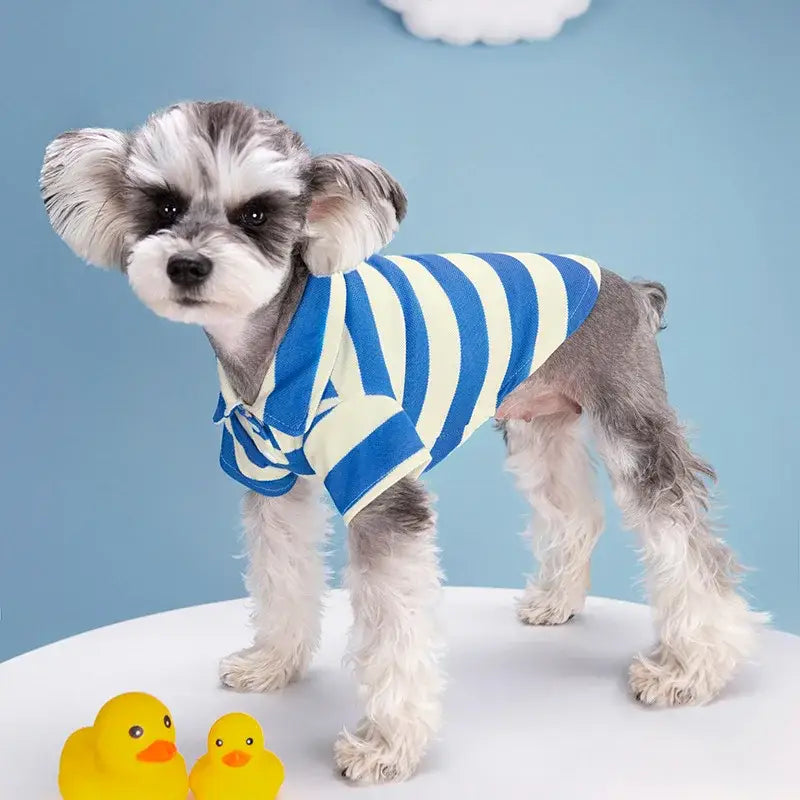 Small dog wearing a blue and white striped shirt.