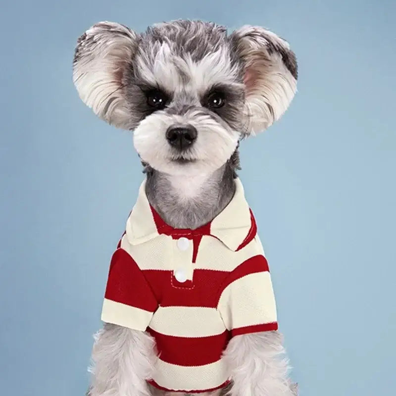 Fluffy gray and white dog wearing a red and white striped polo shirt.