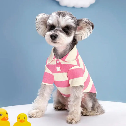 Small gray dog wearing a pink and white striped polo shirt.