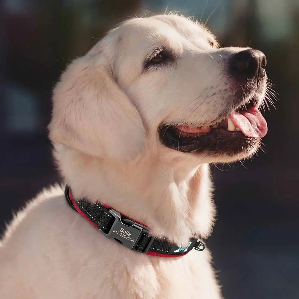 Golden Retriever dog with its tongue out, wearing a black collar.