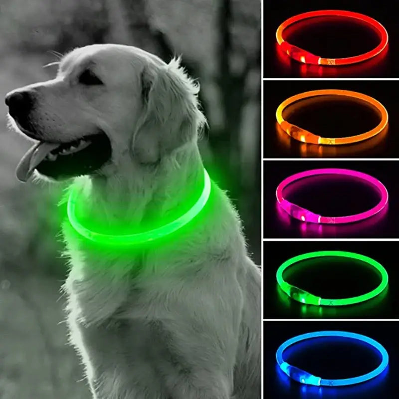 Dog wearing a glowing green LED collar.