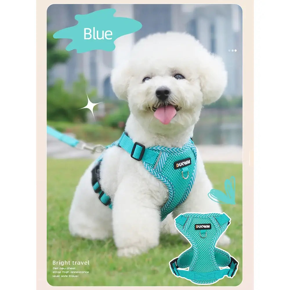 Fluffy white dog wearing a bright turquoise harness.