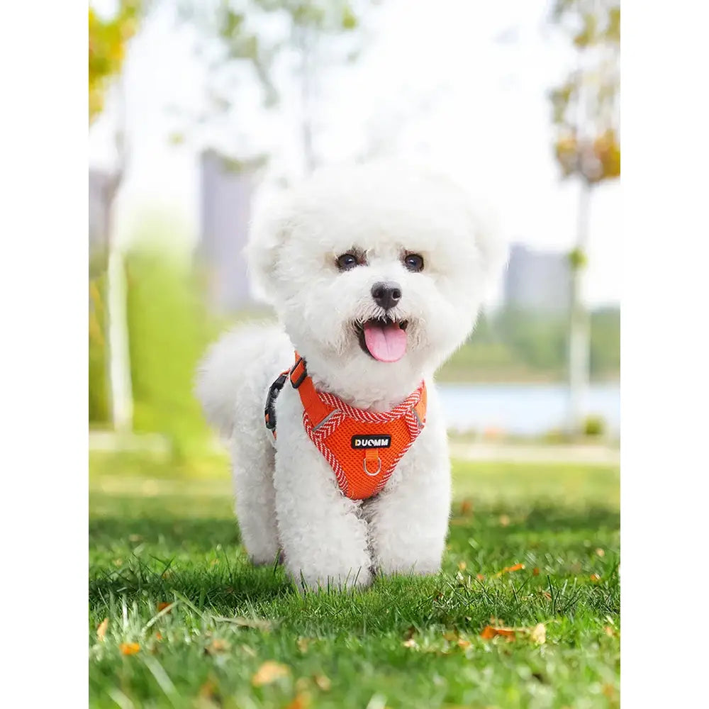 Fluffy white dog wearing an orange harness and sitting on grass.