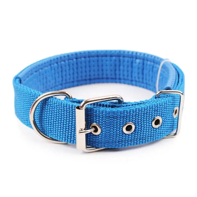 Blue nylon dog collar with metal buckle and D-ring.