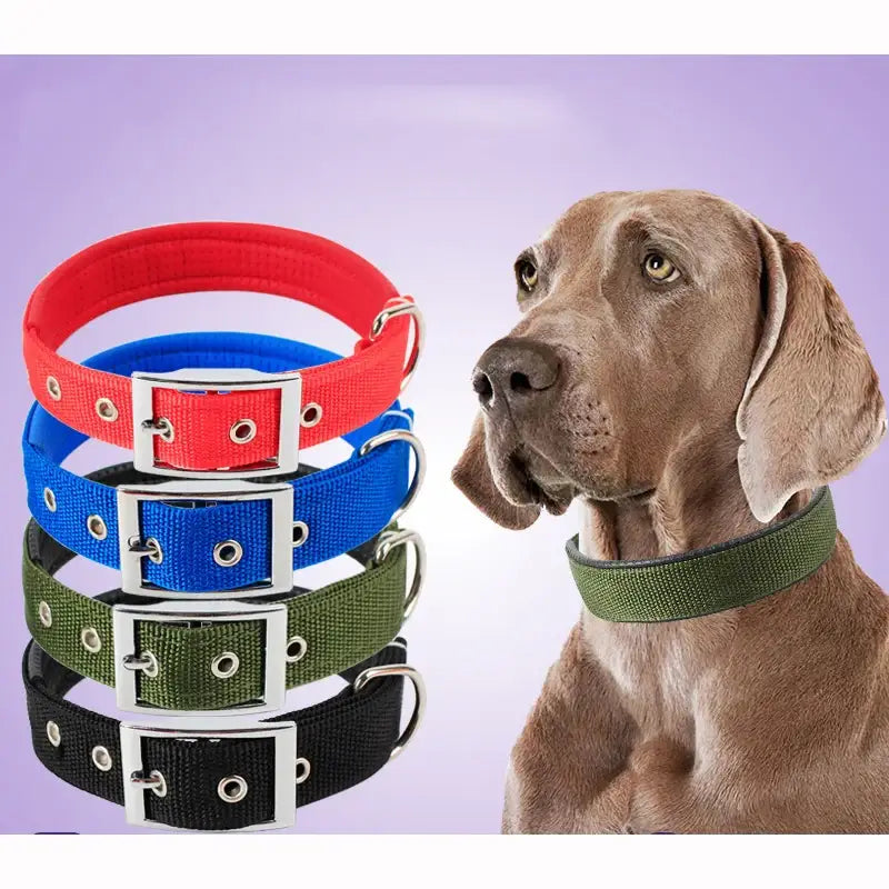 Weimaraner dog wearing a green collar next to a stack of colorful dog collars.