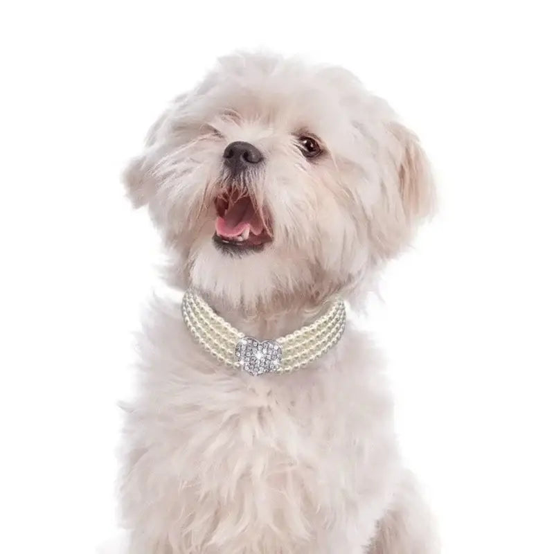 White fluffy dog wearing a pearl necklace with its mouth open.