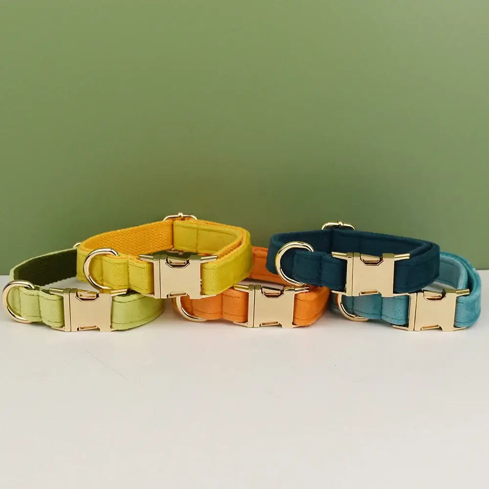 Collection of colorful dog collars with metal buckles.